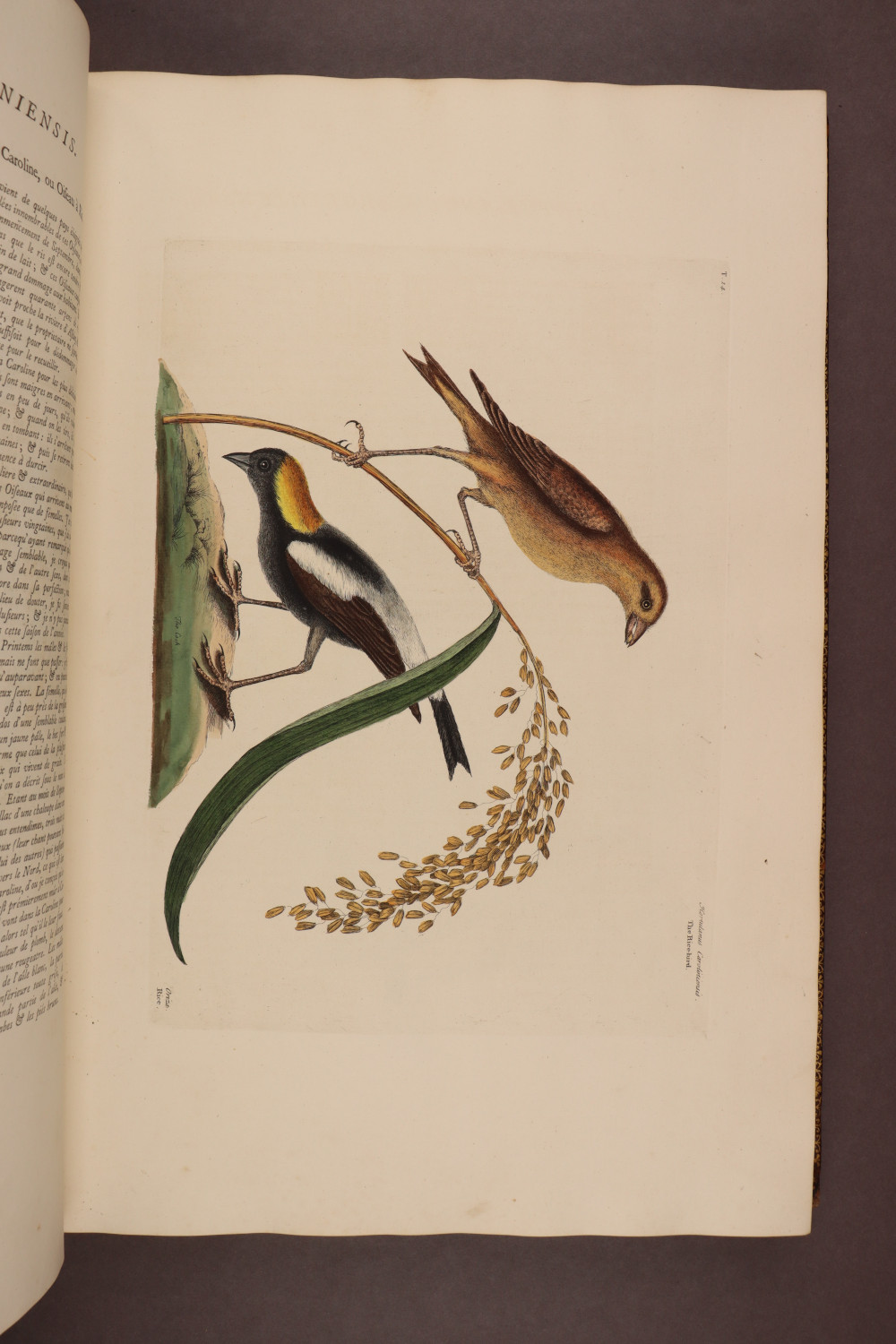 Plate 14